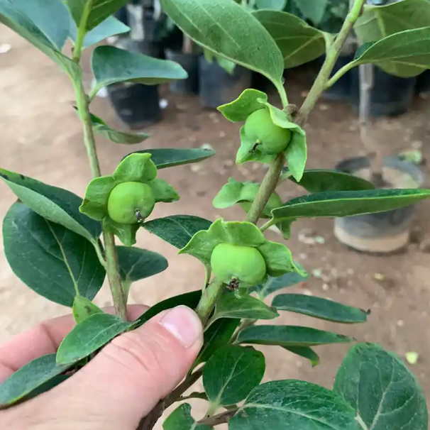 运城亿然园林绿化工程有限公司是一家集苗木培育、基地直供、园林绿化设计施工于一体的综合性生态企业。